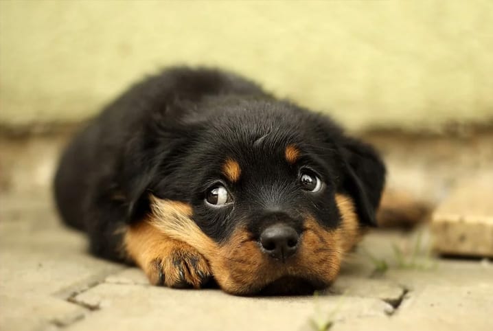 Cachorrinho com cara de triste