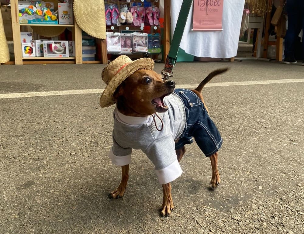 Cachorrinho vesitdo com roupa junina