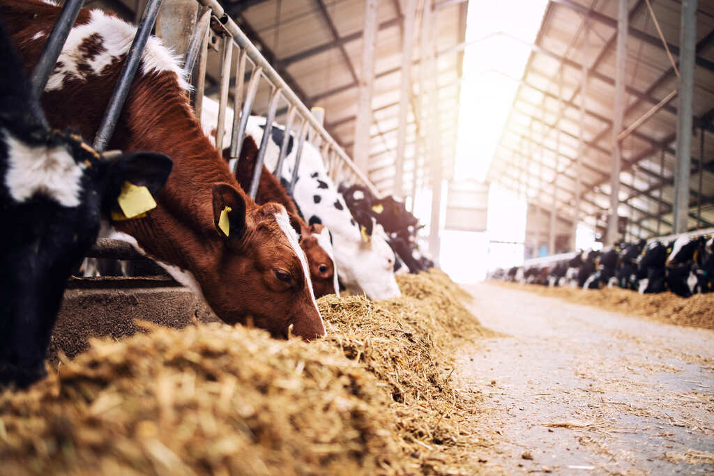 Congresso Nordestino de Produção Animal