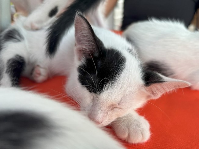 Gato filhote dormindo