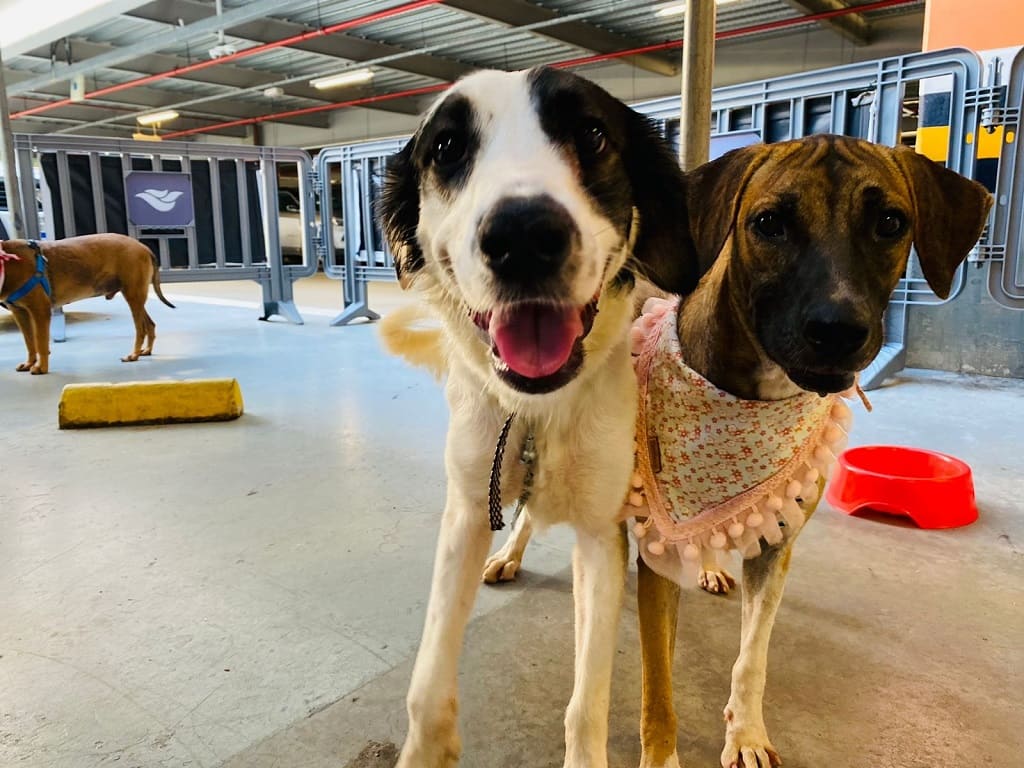 Dois cachorros