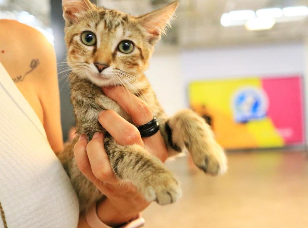 Gato no colo de uma pessoa