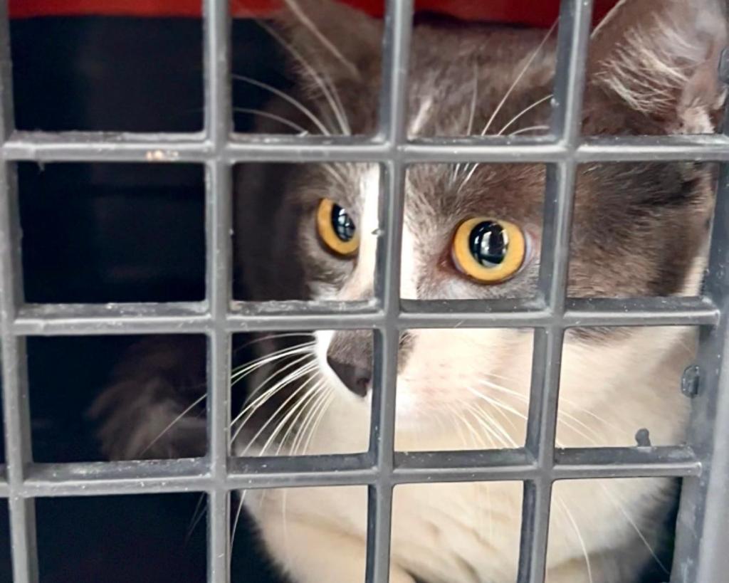 Gato na caixa de transposte