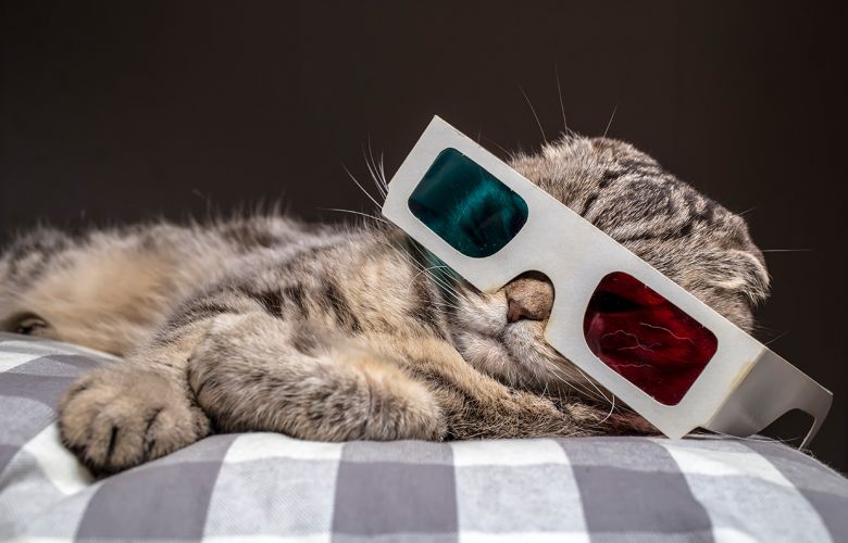 Gato com óculos 3D assistindo filme