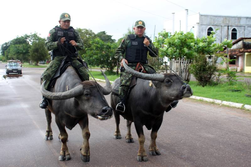 Policiamento montado em búfalos em Marajó