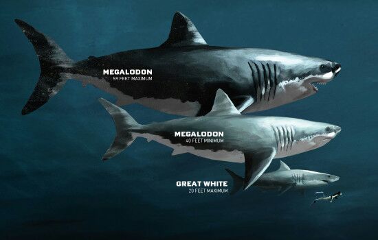 Ilustração do gigante tubarão Megalodon