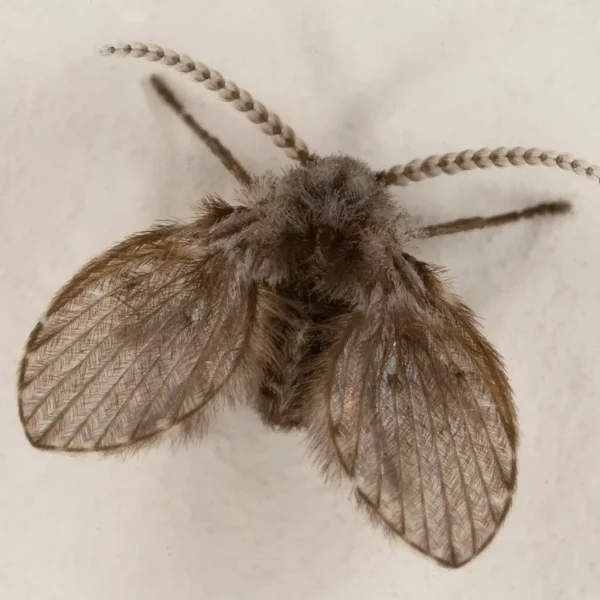1280px-Clogmia_Albipunctata_or_moth_fly-convertido-de-jpg