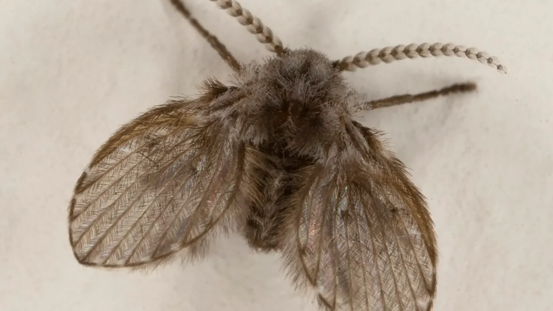 1280px-Clogmia_Albipunctata_or_moth_fly-convertido-de-jpg