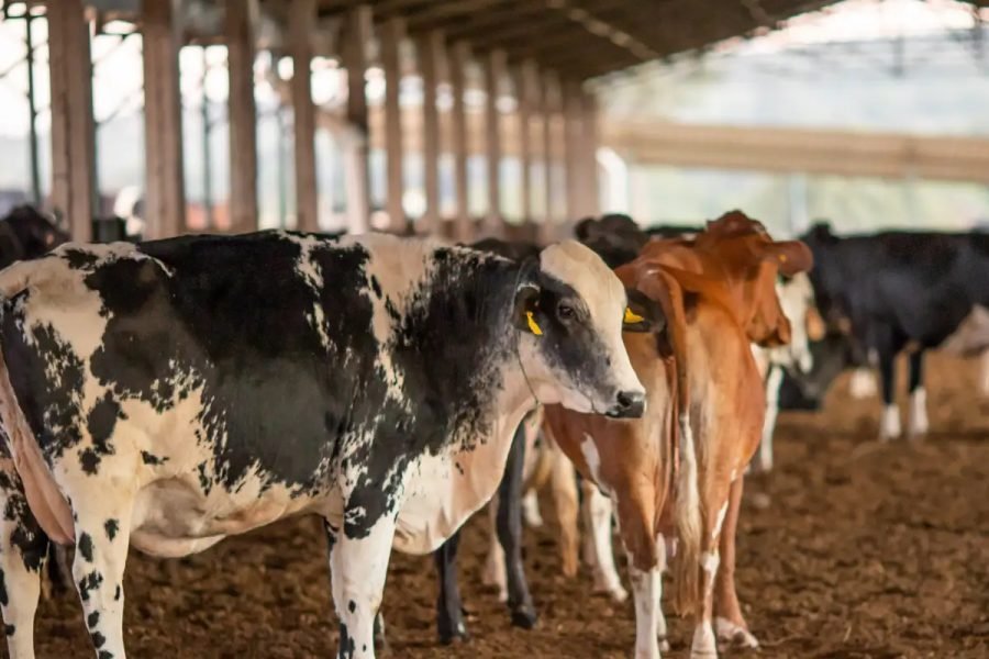 © CNA/Wenderson Araujo/Trilux