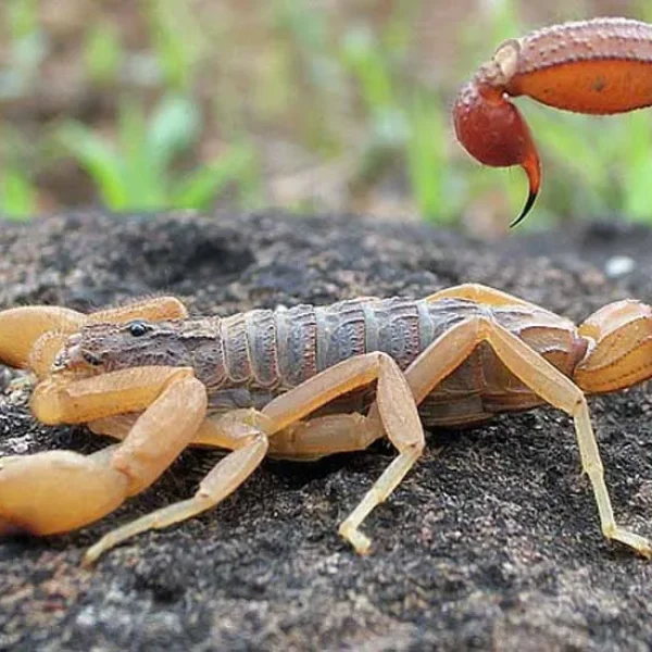 Escorpião-amarelo