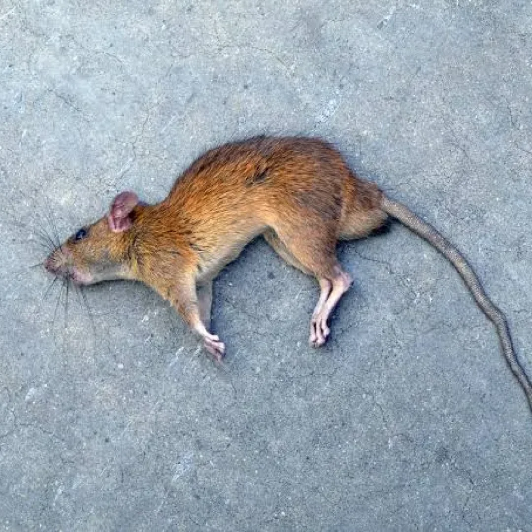 Rato Morto-convertido-de-jpg