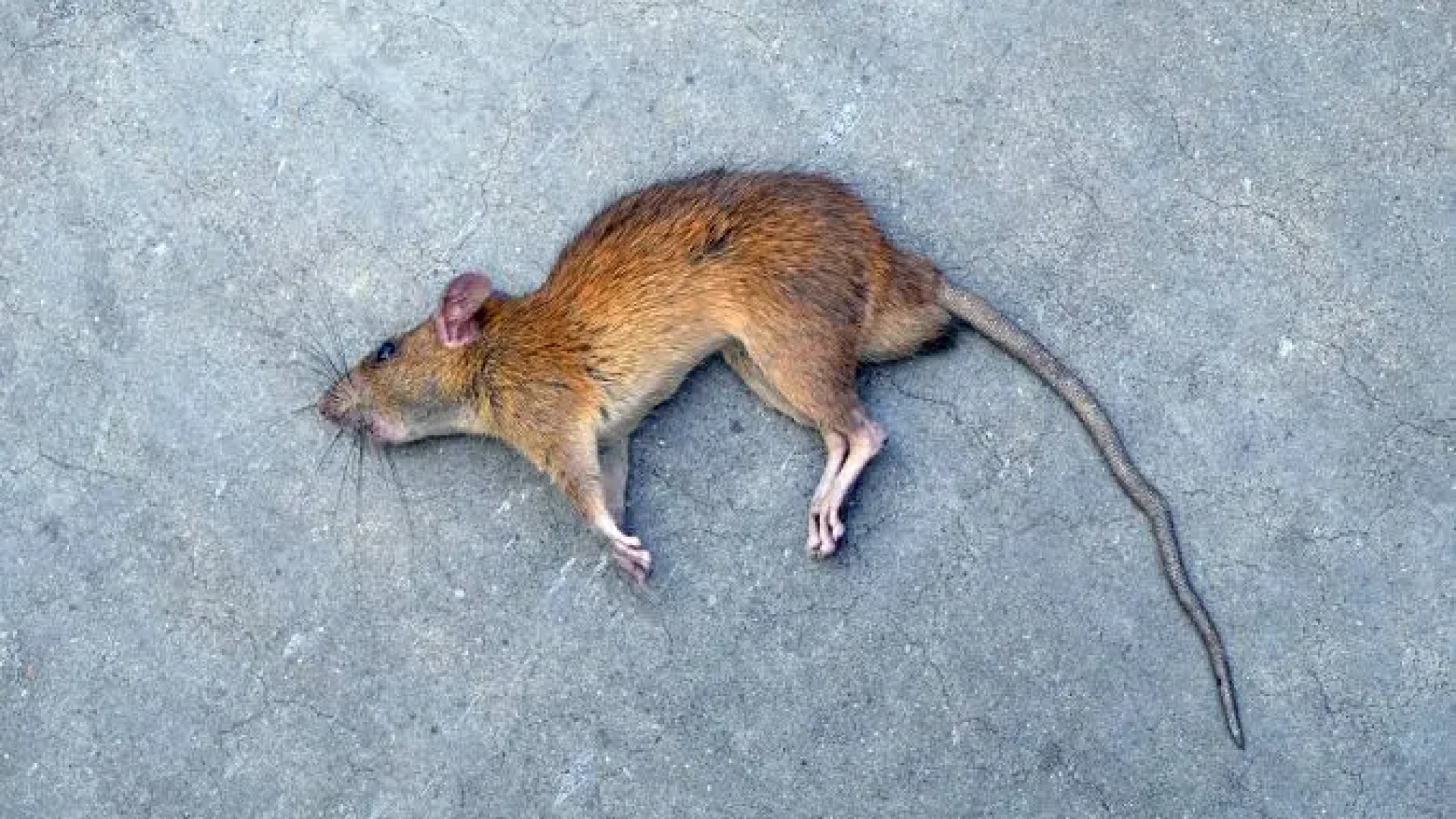 Rato Morto-convertido-de-jpg
