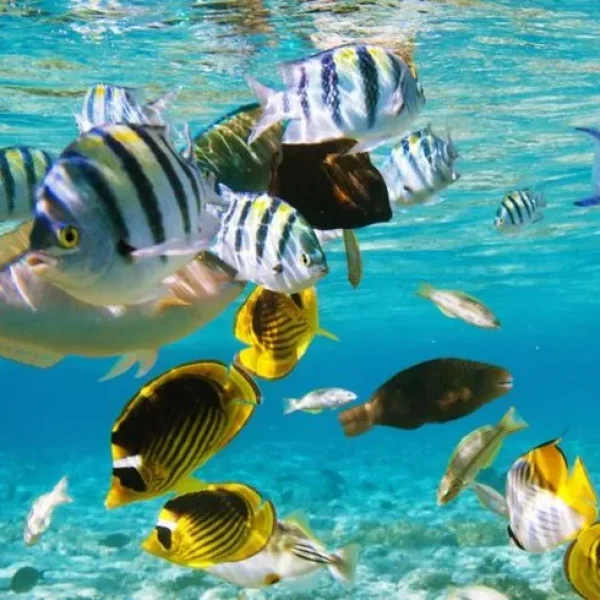 Sonhar com Peixe_ será bom ou mau_-convertido-de-jpg