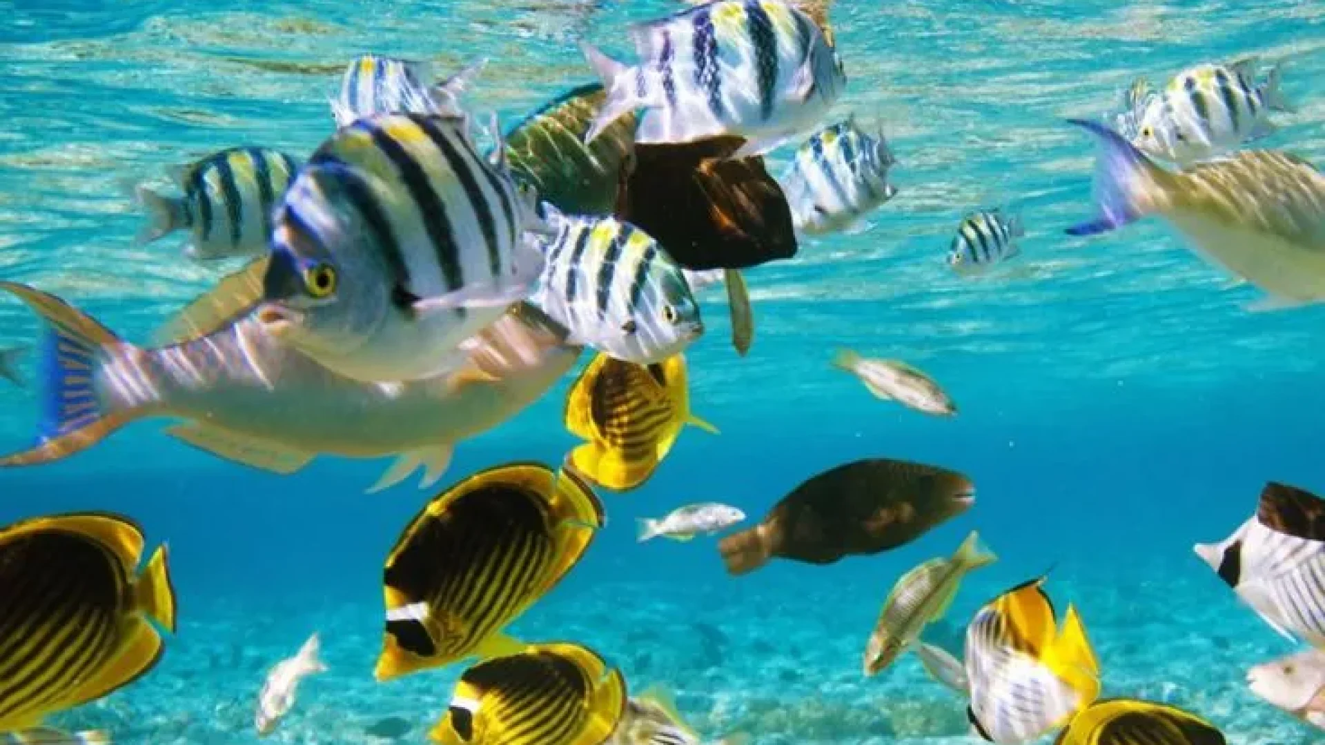 Sonhar com Peixe_ será bom ou mau_-convertido-de-jpg