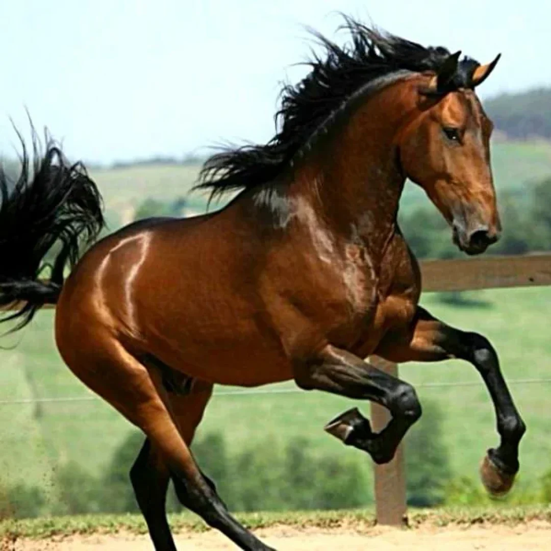 The Lusitano Collection