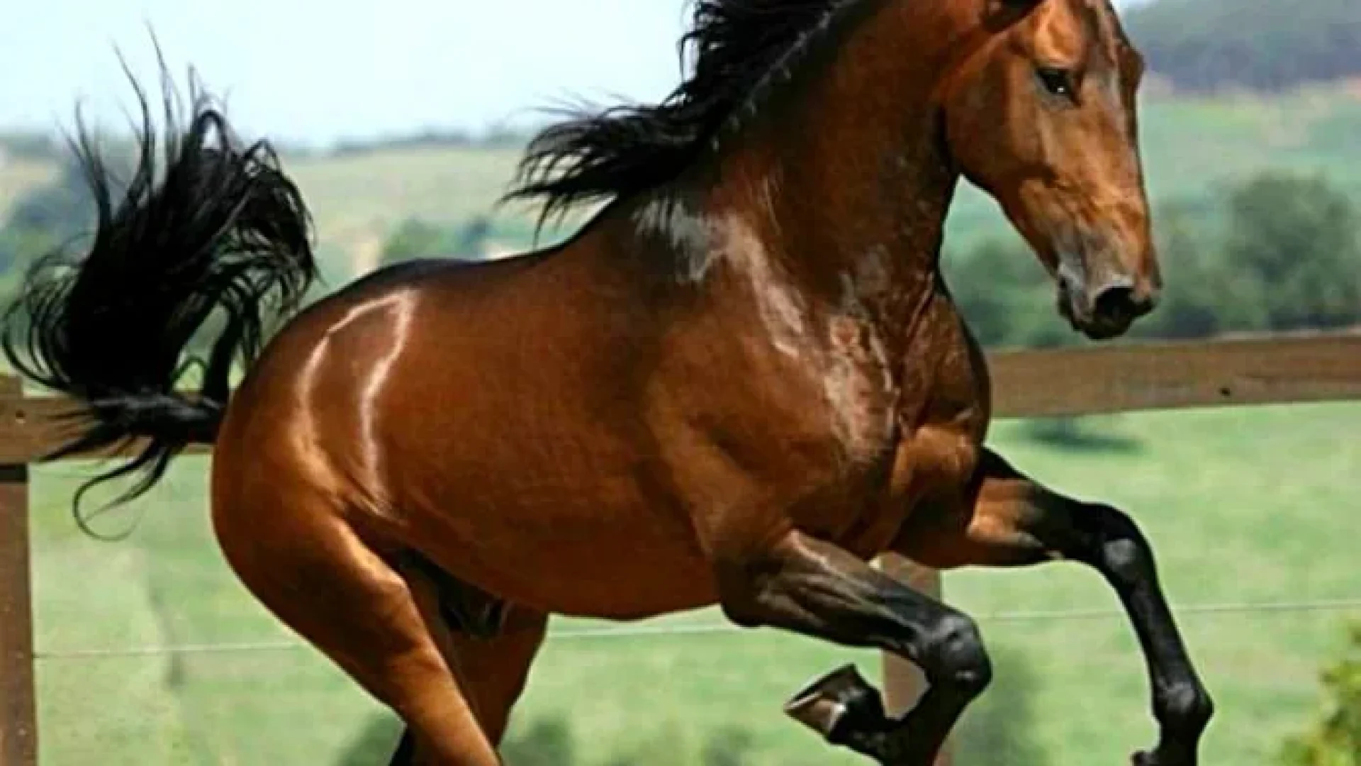 The Lusitano Collection