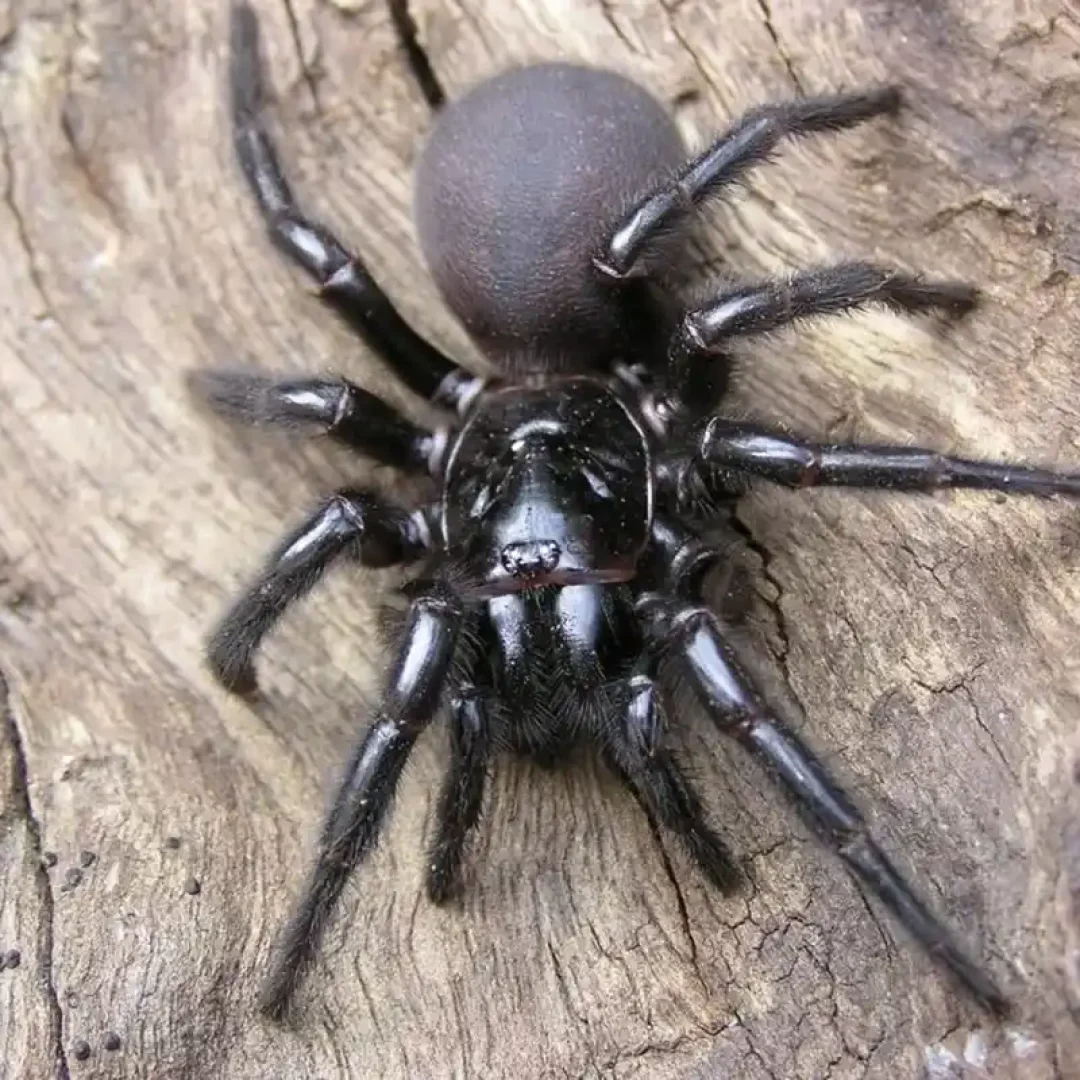 aranha-de-teia-de-funil-de-sydney-atrax-robustus_11zon