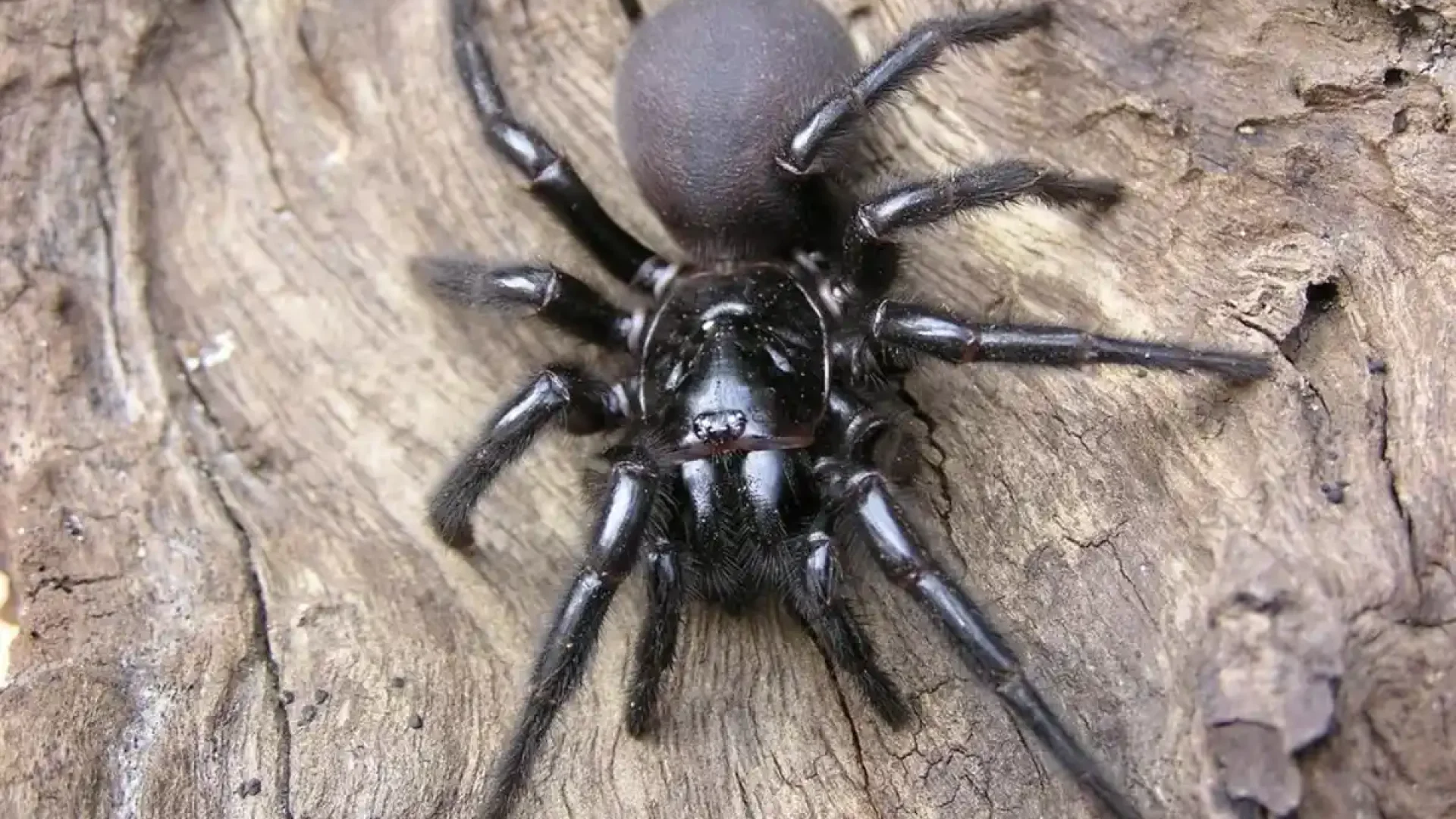 aranha-de-teia-de-funil-de-sydney-atrax-robustus_11zon