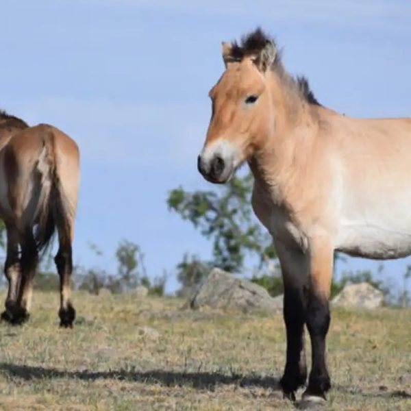 © Hustai National Park/Divulgação