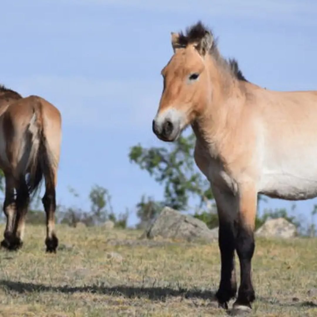 © Hustai National Park/Divulgação