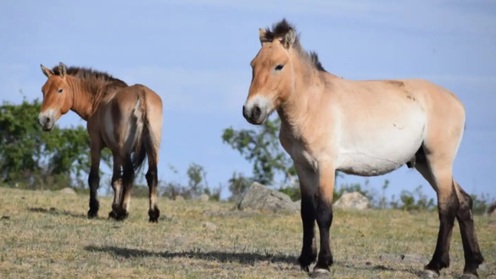 © Hustai National Park/Divulgação